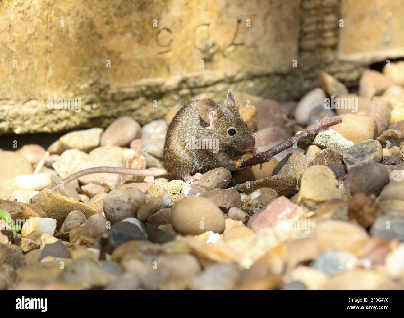 House Mouse (Mus musculus) Stock Photo