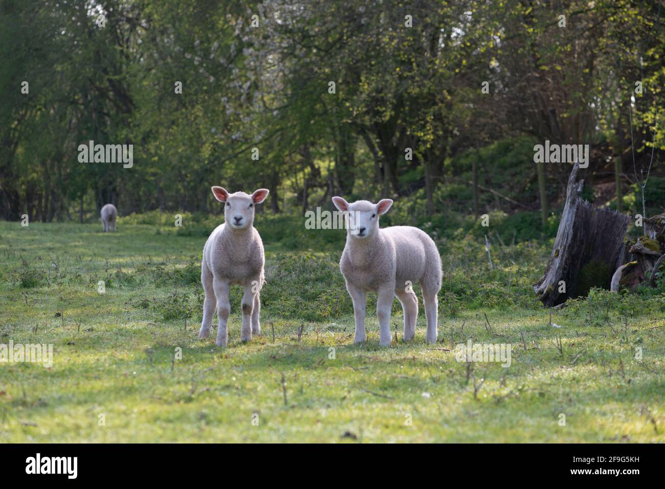 Spring lambs Stock Photo