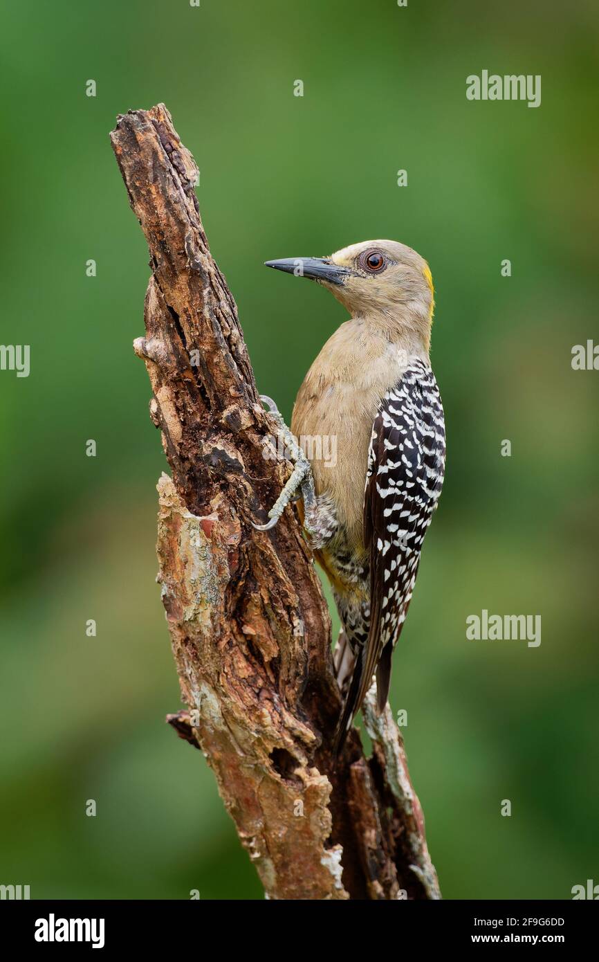 Hoffmanns Woodpecker - Melanerpes hoffmannii resident breeding bird from southern Honduras south to Costa Rica. It is a common species on the Pacific Stock Photo