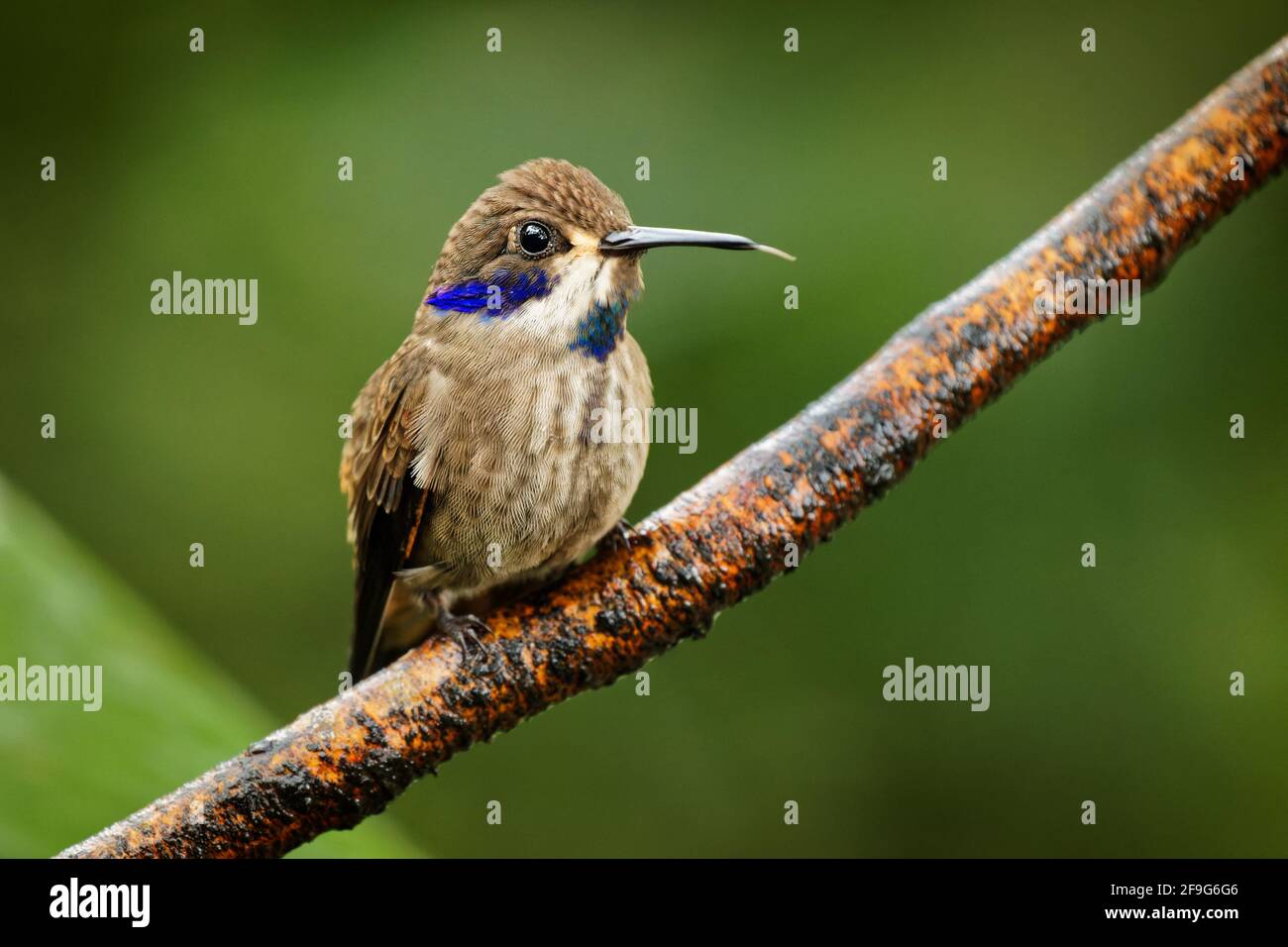 Brown Violet-ear - Colibri delphinae large hummingbird, bird breeds at middle elevations in the mountains in Central America, western and northern Sou Stock Photo
