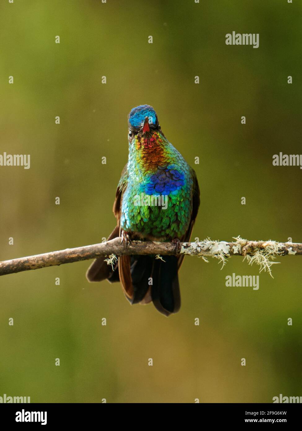Forest fire panama hi-res stock photography and images - Alamy