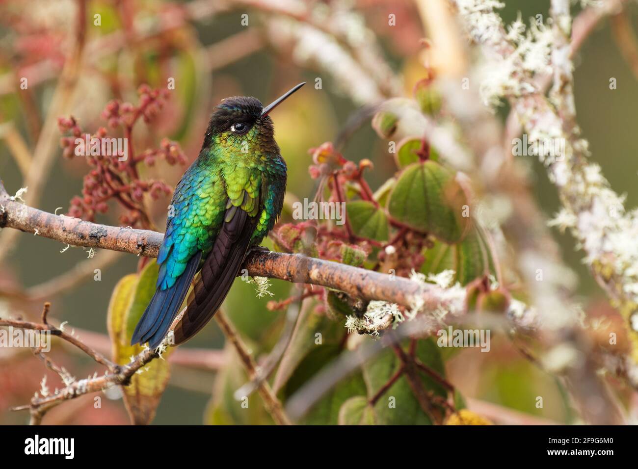 Fiery-throated Hummingbird - Panterpe insignis medium-sized hummingbird breeds only in the mountains of Costa Rica and Panama. Beautiful colourful bir Stock Photo
