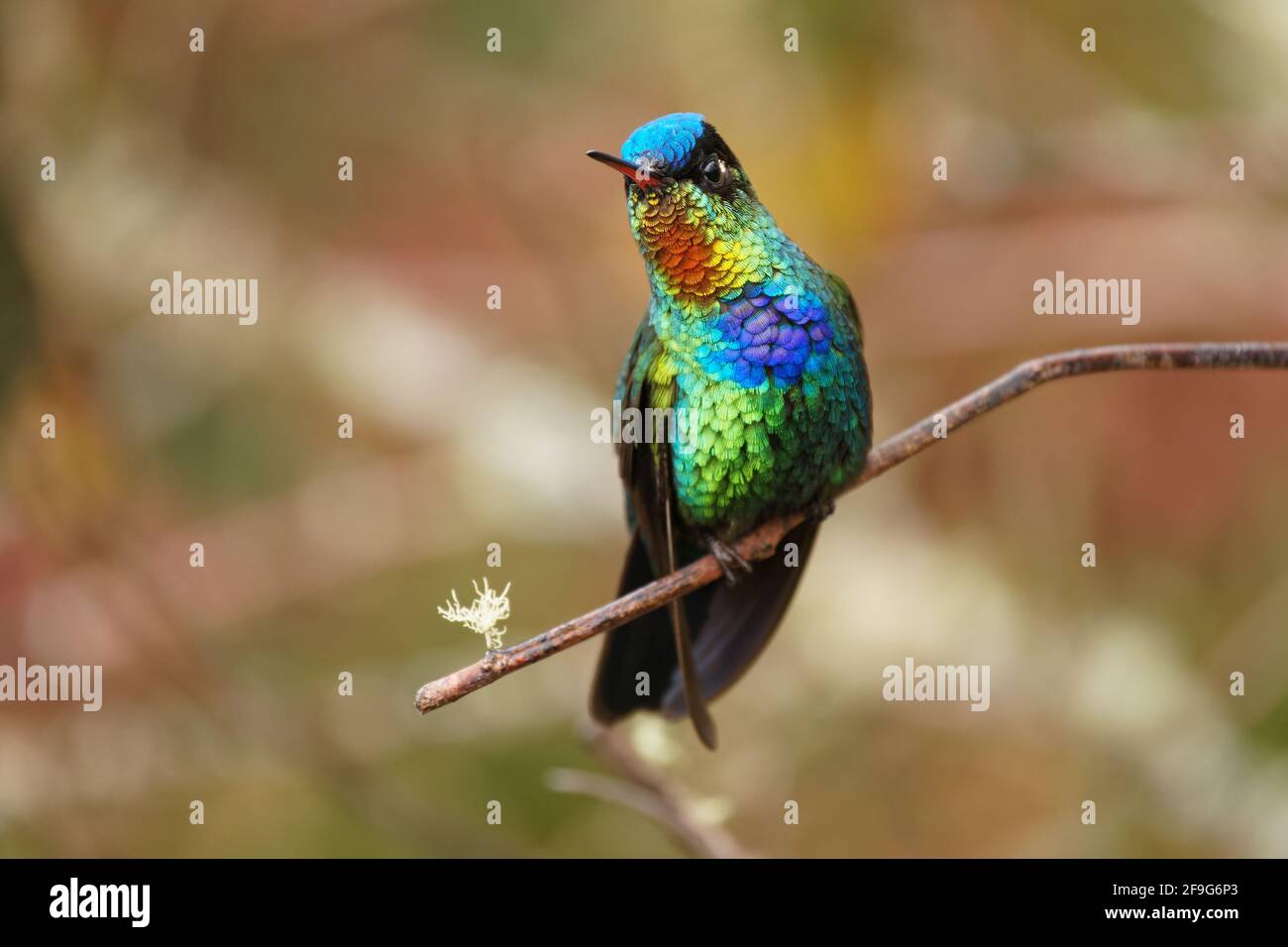 Fiery-throated Hummingbird - Panterpe insignis medium-sized hummingbird breeds only in the mountains of Costa Rica and Panama. Beautiful colourful bir Stock Photo