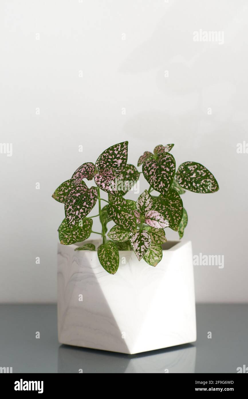 Polka dot, also know as hypoestes phyllostachya has green leafs with a little bit of pink. This lovely houseplant sits in a whit pot and a white back. Stock Photo