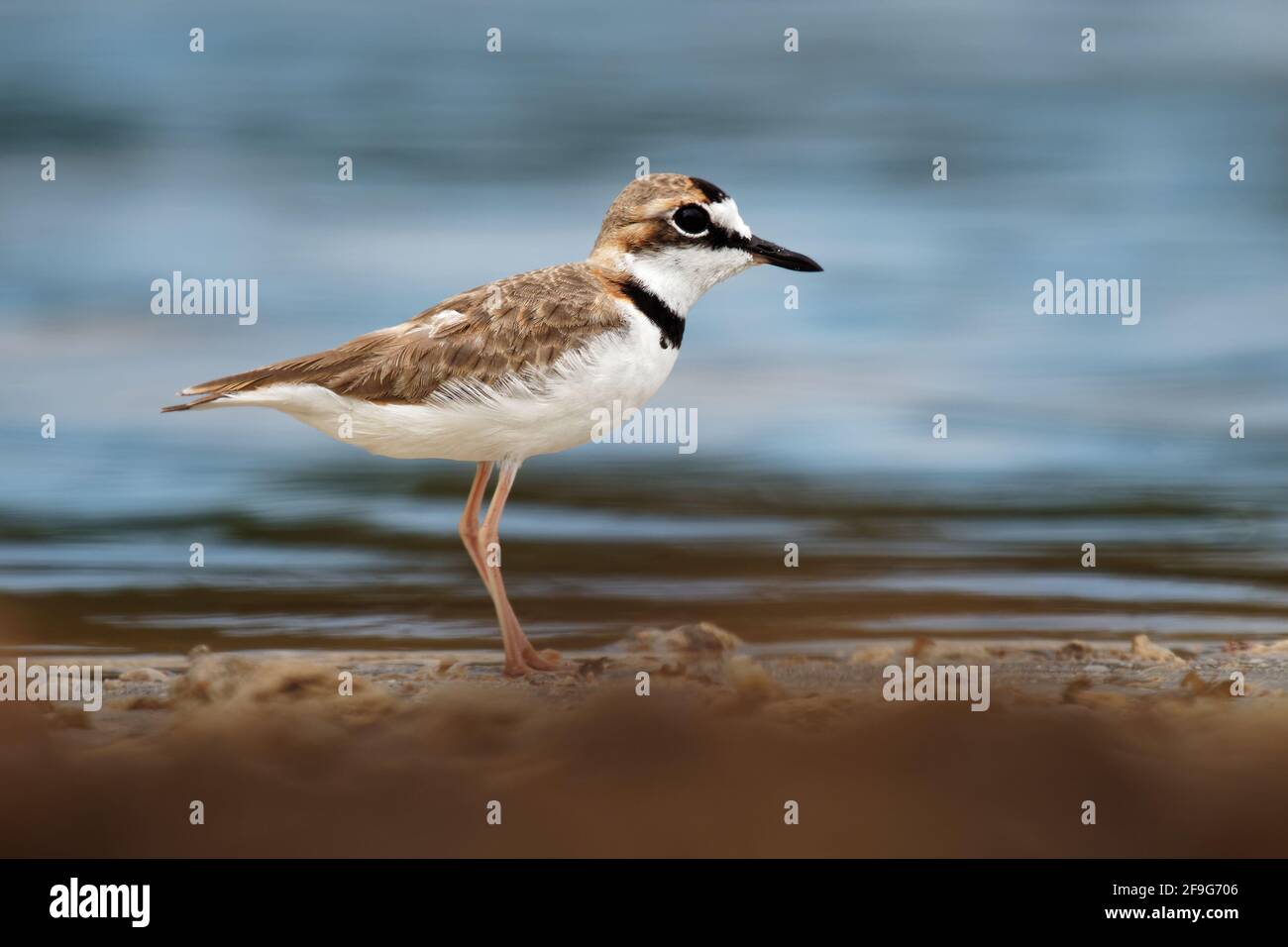 Charadrius Collaris High Resolution Stock Photography and Images - Alamy