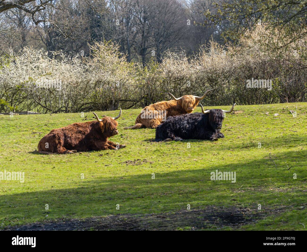 Highland Cattle Resting in a Meadow Stock Photo - Alamy