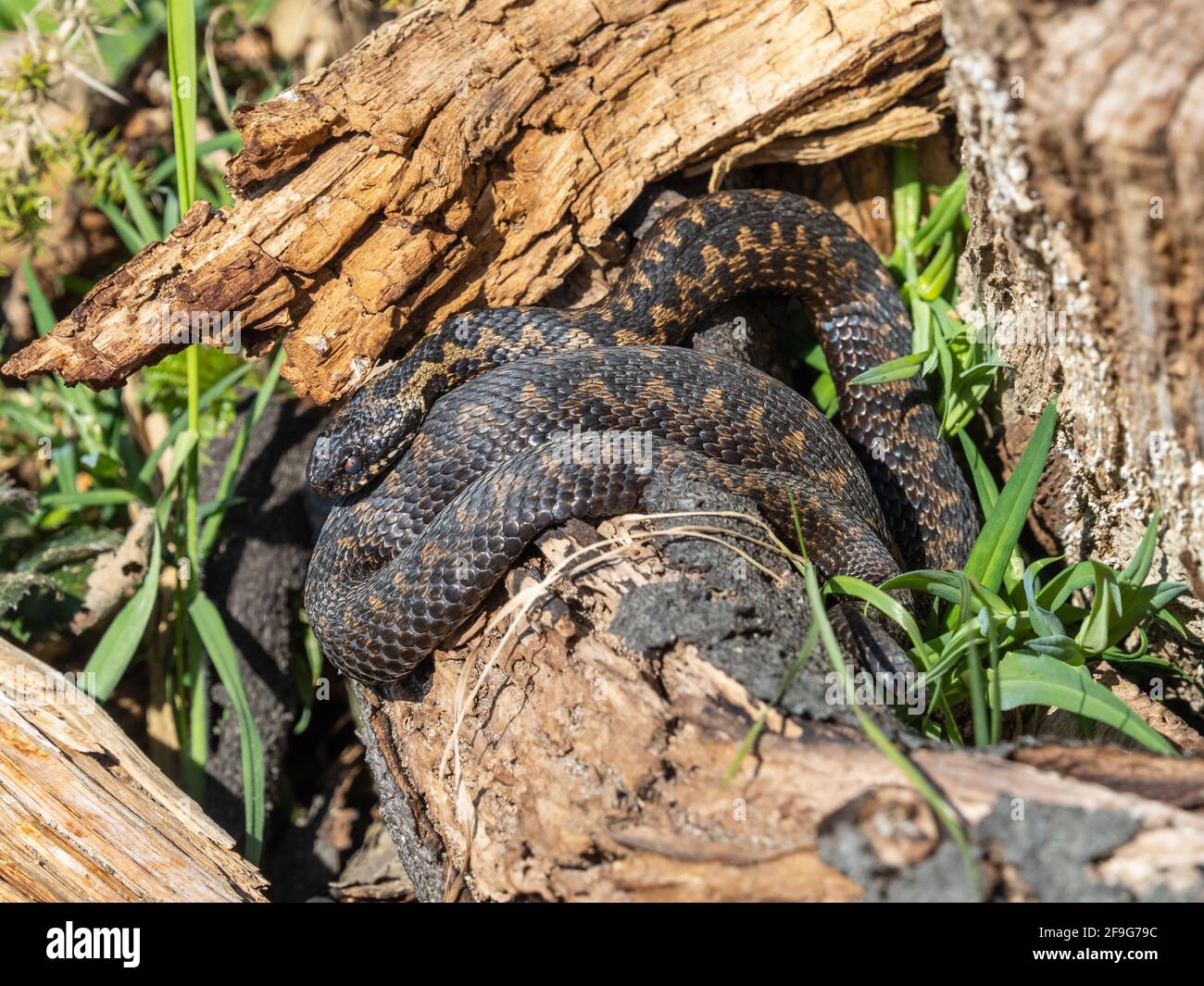 Two Adder Snakes. Coiled. Basking Stock Photo - Alamy