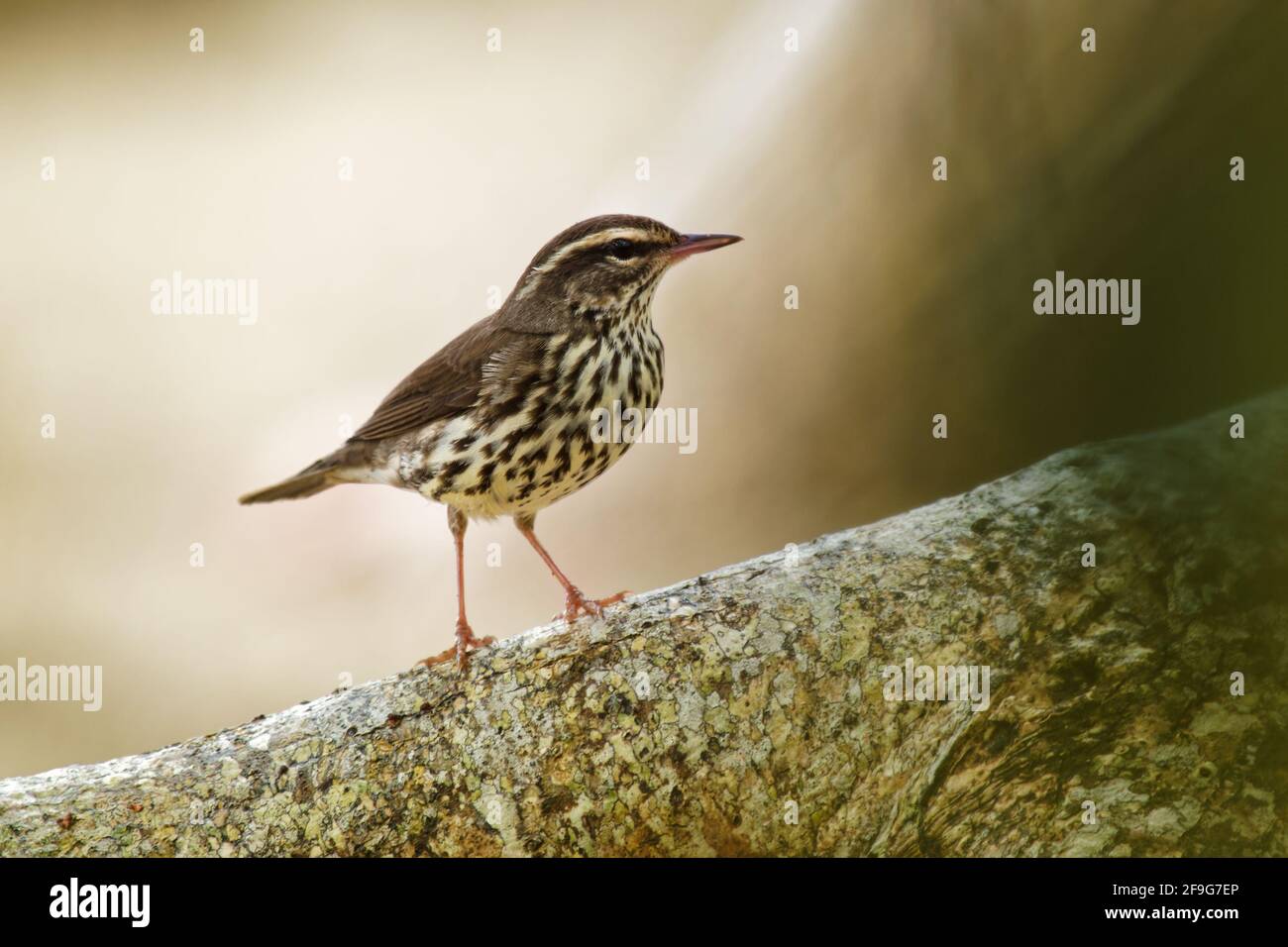 Northern Waterthrush - Parkesia noveboracensis, New World warbler and one of the Nearctic-Neotropical migratory songbirds.It breeds in the northern pa Stock Photo
