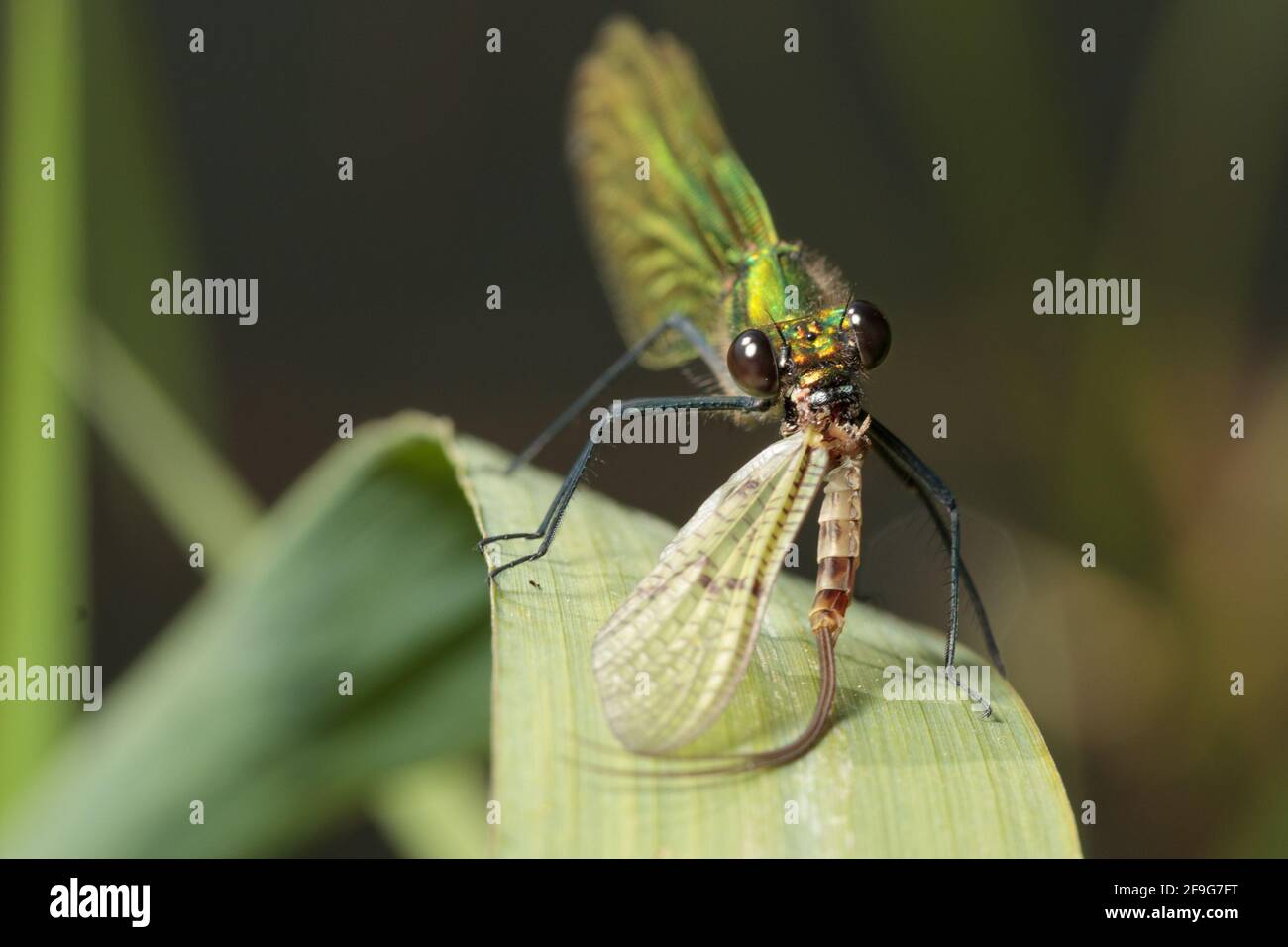 Demoiselle (Calopteryx sp.) eating mayfly (Ephemera sp.). Surrey, UK. Stock Photo