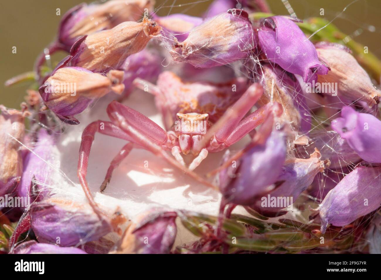 Crab spider thomisus onustus hires stock photography and images Alamy