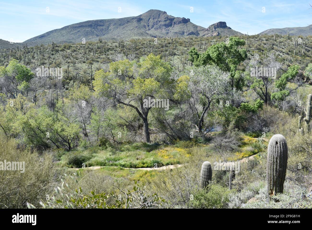 Sanoran Desert Rocks The Elephant rock landscape with saguaro cactus and blue sky in the ...