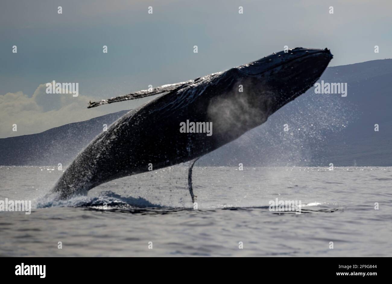 Humpback whale breaching pacific hi-res stock photography and images ...