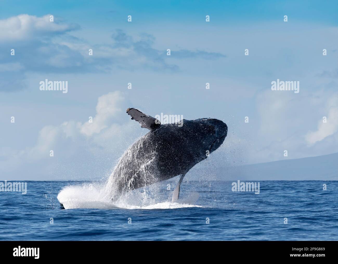 Humpback whale breach pacific hi-res stock photography and images - Alamy