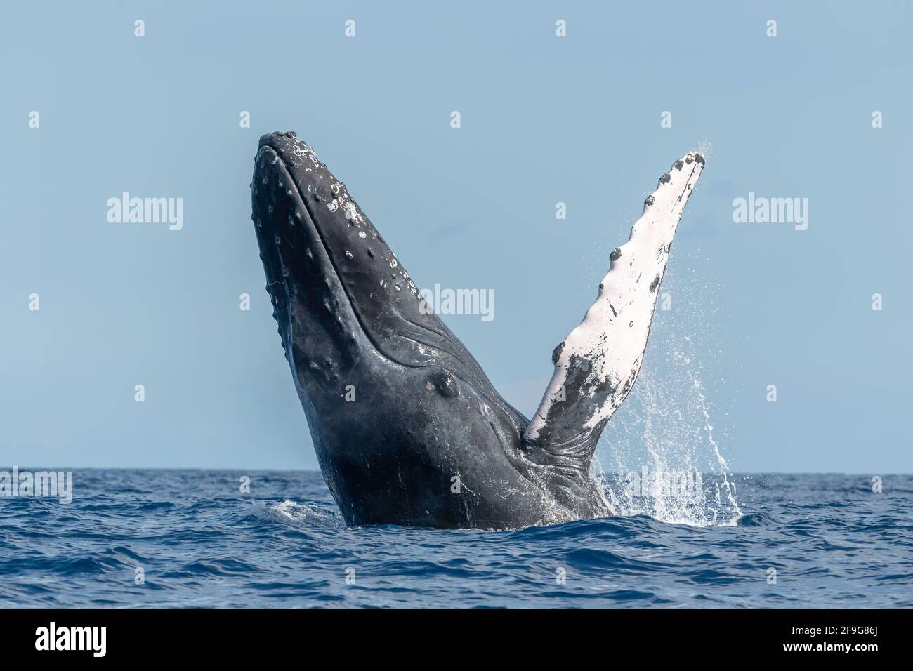 Humpback whale breaching usa hi-res stock photography and images - Alamy