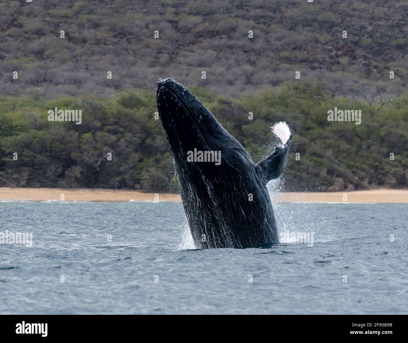 Hawaii maui humpback whale breaching hi-res stock photography and ...