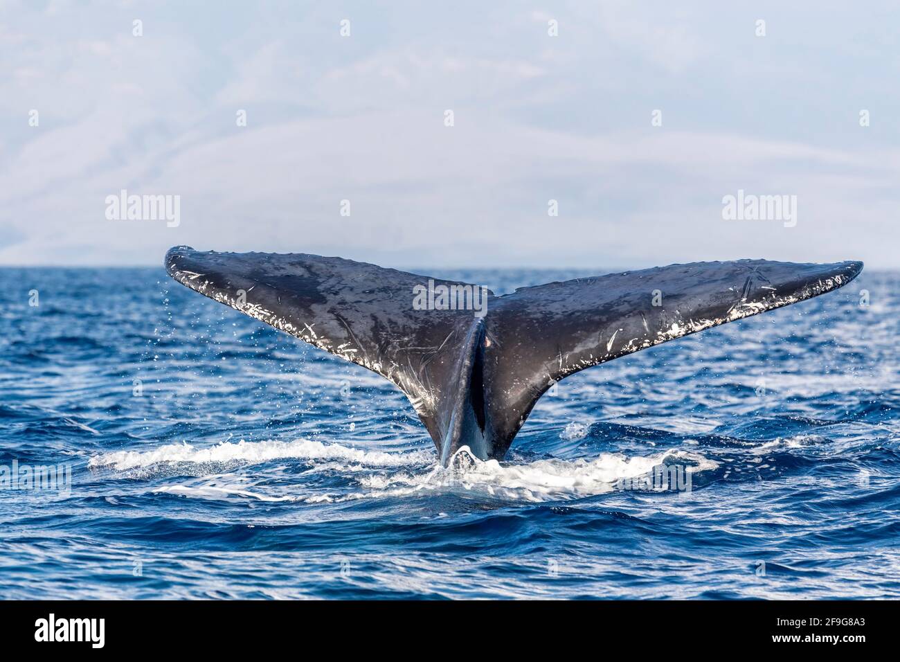 Humpback whale breaching hawaii hi-res stock photography and images - Alamy