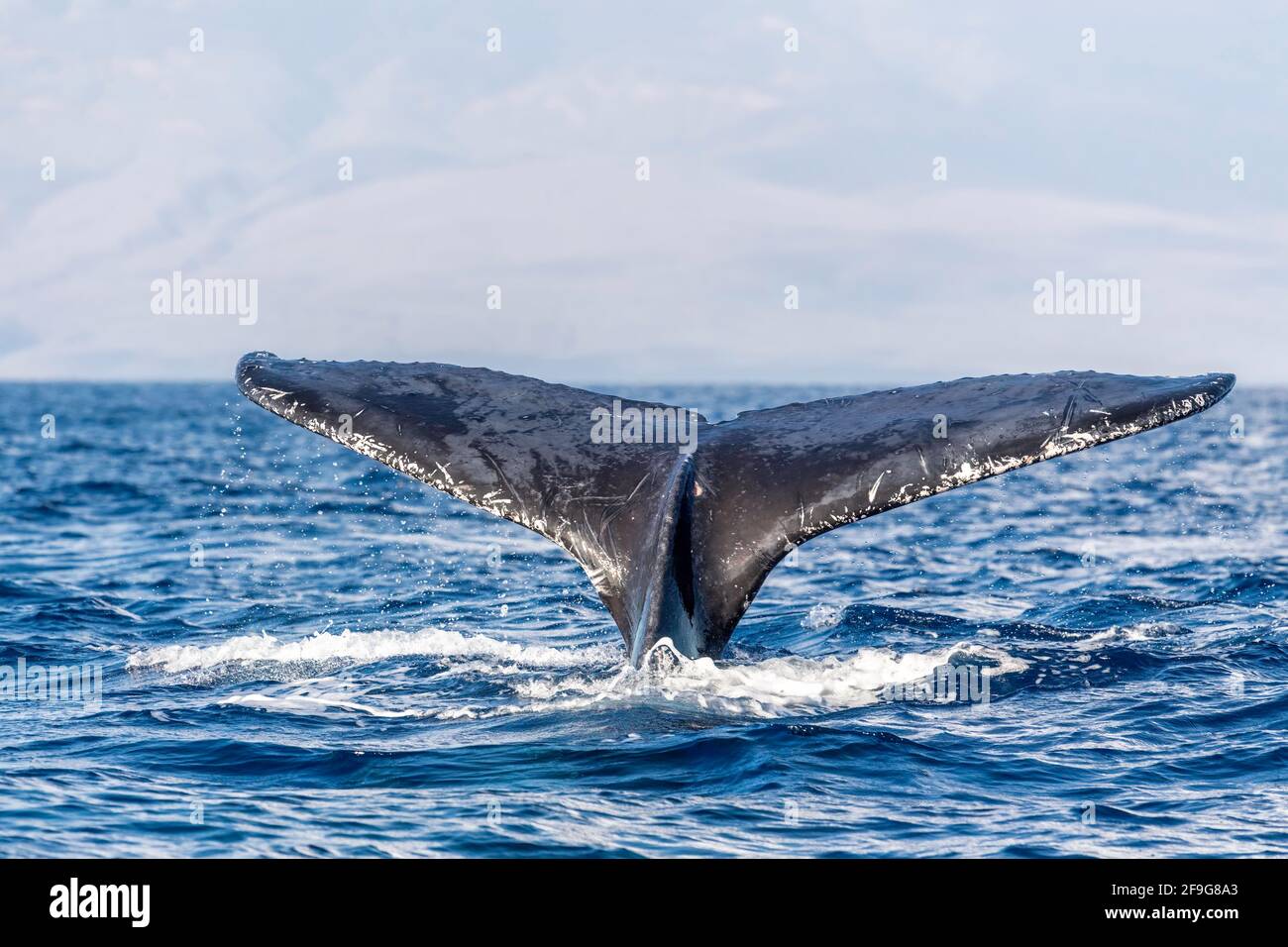 Humpback whale tail fluke off of Maui, Hawaii Stock Photo