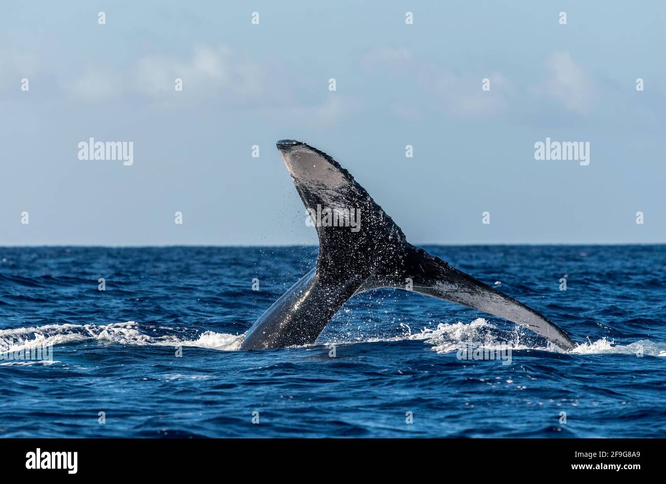 Tail fluke of the whale hi-res stock photography and images - Alamy