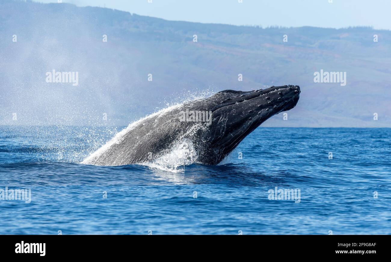 Humpback Whale Breaching out of Maui, Hawaii, USA Stock Photo