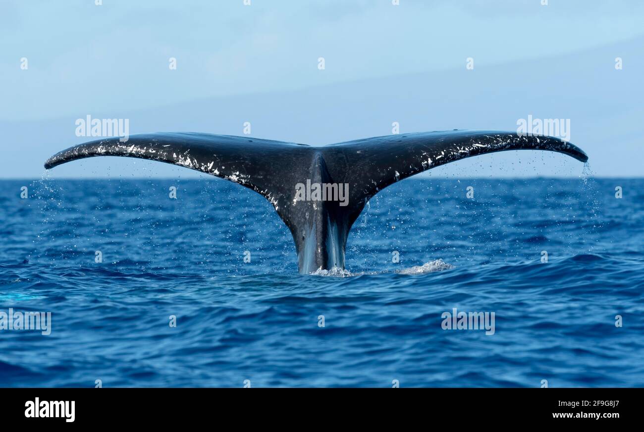 Tail fluke of the whale hi-res stock photography and images - Alamy
