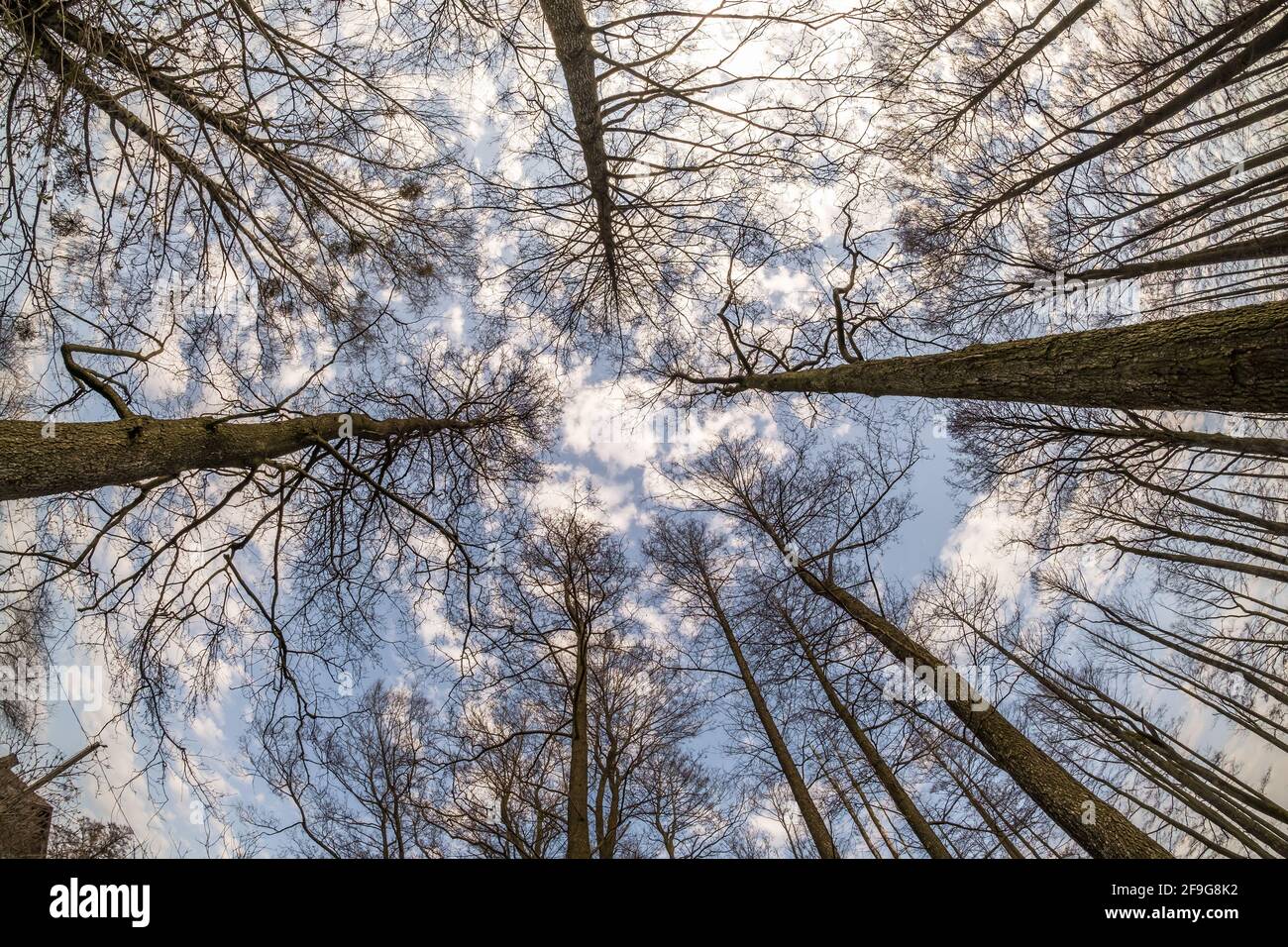 Tree tops against blue sky. bare tree branches Stock Photo - Alamy