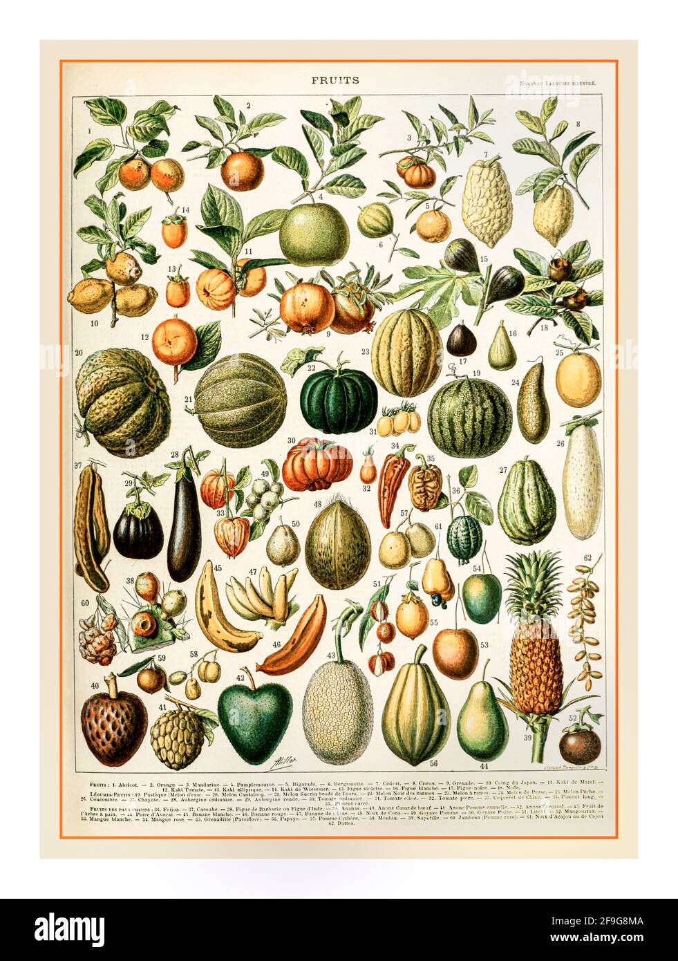 Vintage Larousse Fruits Lithograph illustration 1898 wide variety of fruits and vegetables by Adolphe Millot  Nouveau Larousse Illustree. Stock Photo