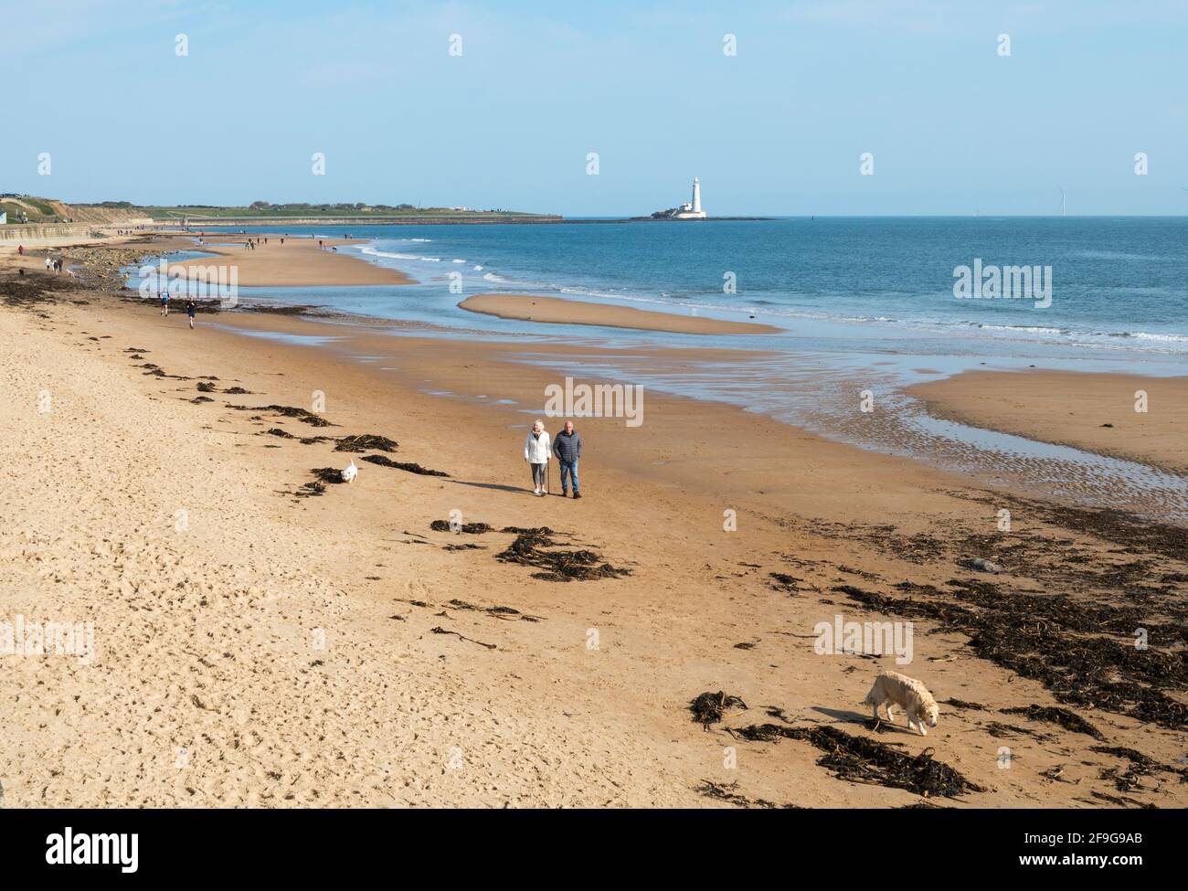 Older couple walking dogs on Whitley Sands, Whitley Bay, north east England, UK Stock Photo