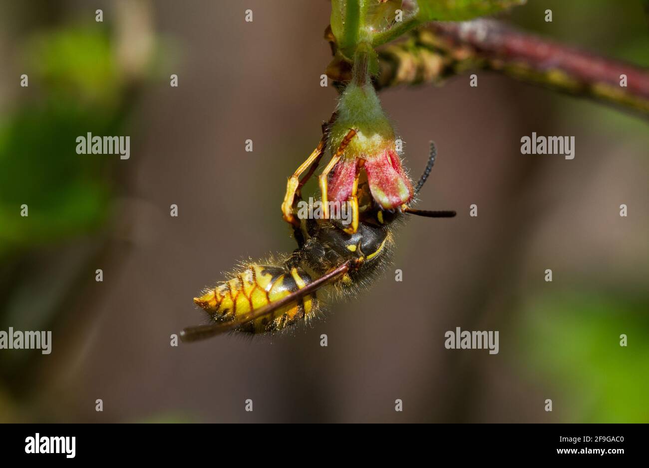 Pollination: Yellowjacket on the tiny flower of a Green Gooseberry Stock Photo