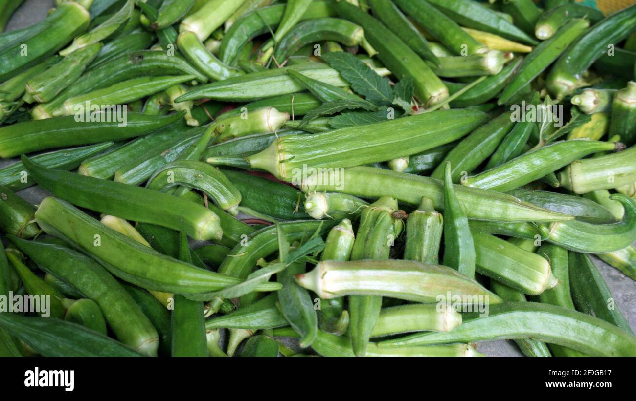 Lady's fingers is an alternative English name for okra, the