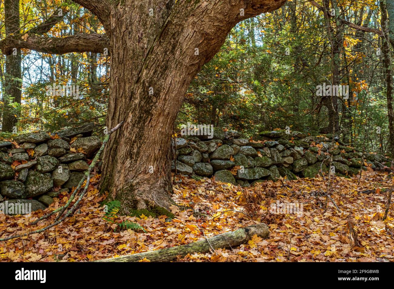 Stone wall new england forest hi-res stock photography and images - Alamy