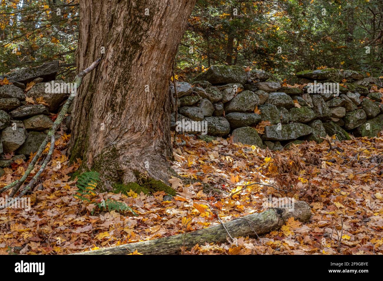 Stone wall new england forest hi-res stock photography and images - Alamy