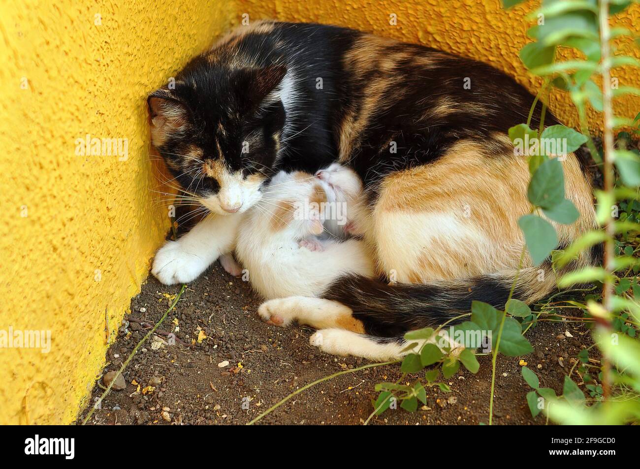 Outdoor cat with newborn nursing kittens Stock Photo