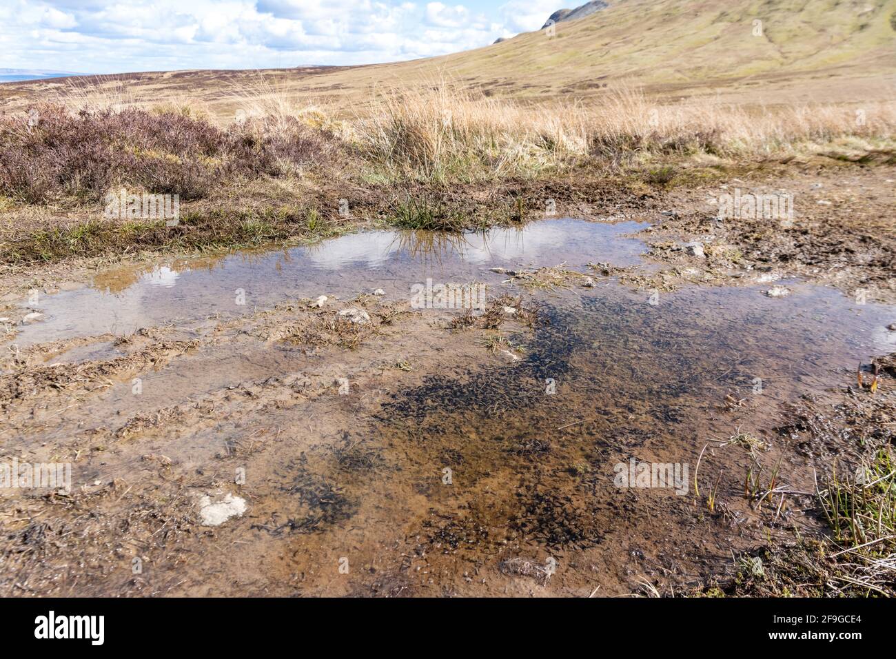 Tadpoles (frog) in puddle on track footpath in the Campsie Fells, Stirling, Scotland, UK Stock Photo