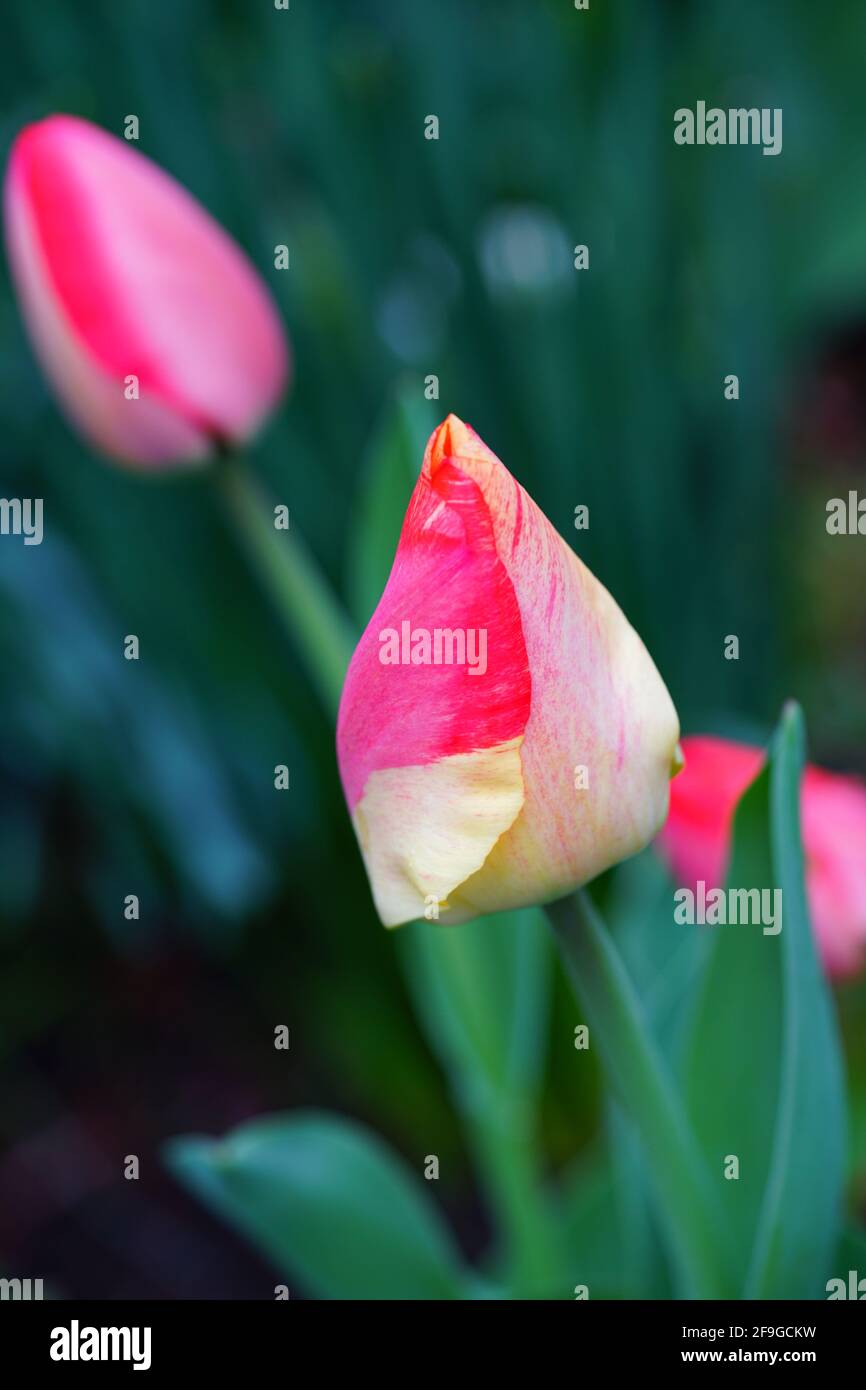 Bicolor giant Darwin tulip flowers in the spring garden Stock Photo