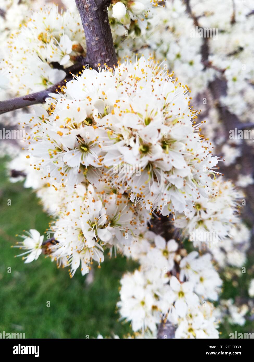 A closeup shot of cherry blossoms on a blurred blurred Stock Photo - Alamy