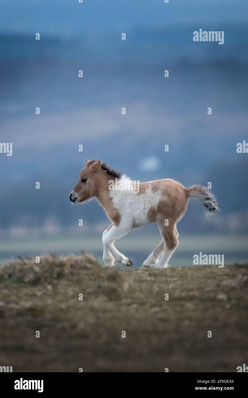 Just a few days old Dartmoor foal looking cute and beautiful Stock Photo