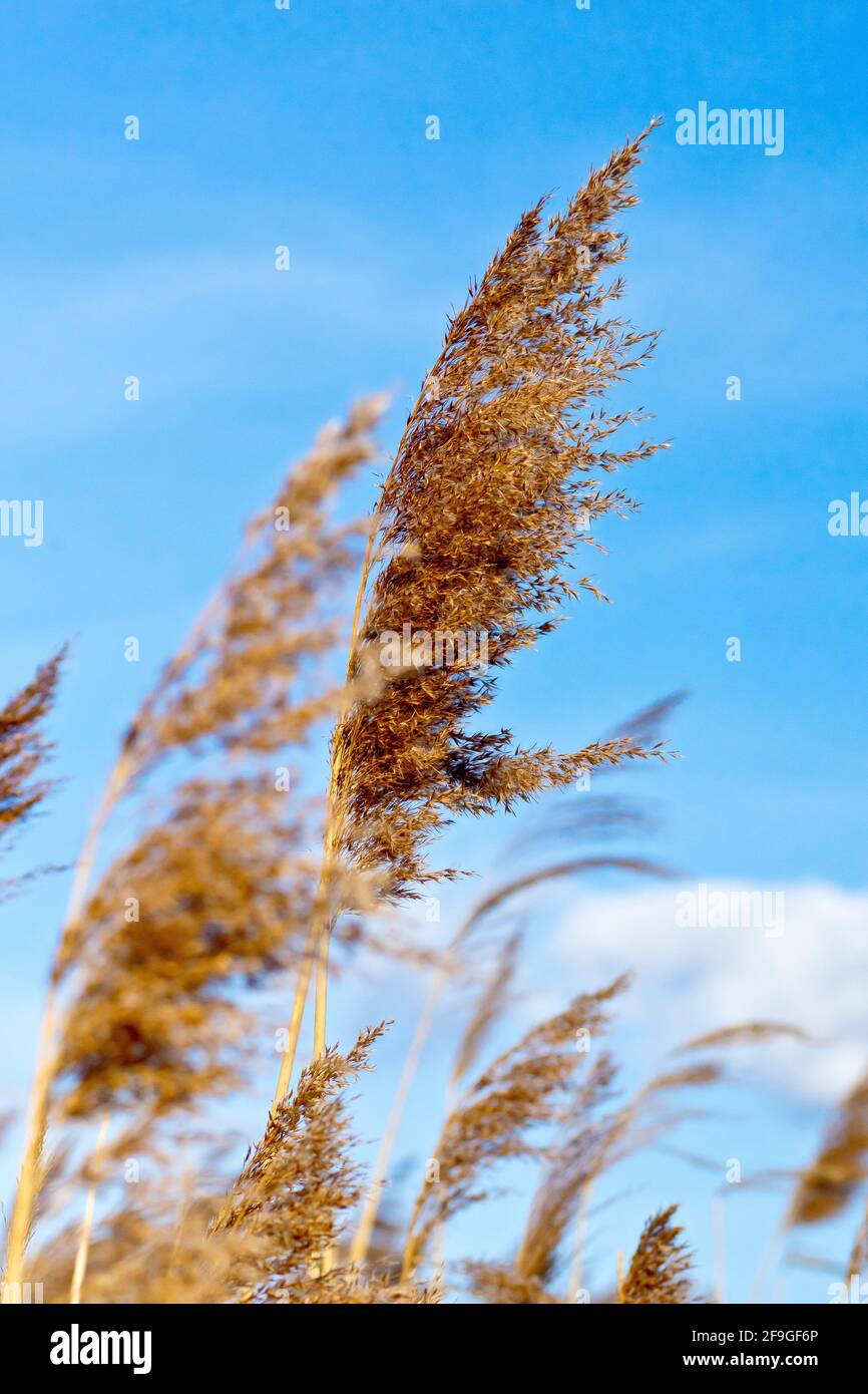 Common Reed (phragmites australis), close up of an old flower head of the grass, long gone to seed, shot in the spring against a blue sky. Stock Photo