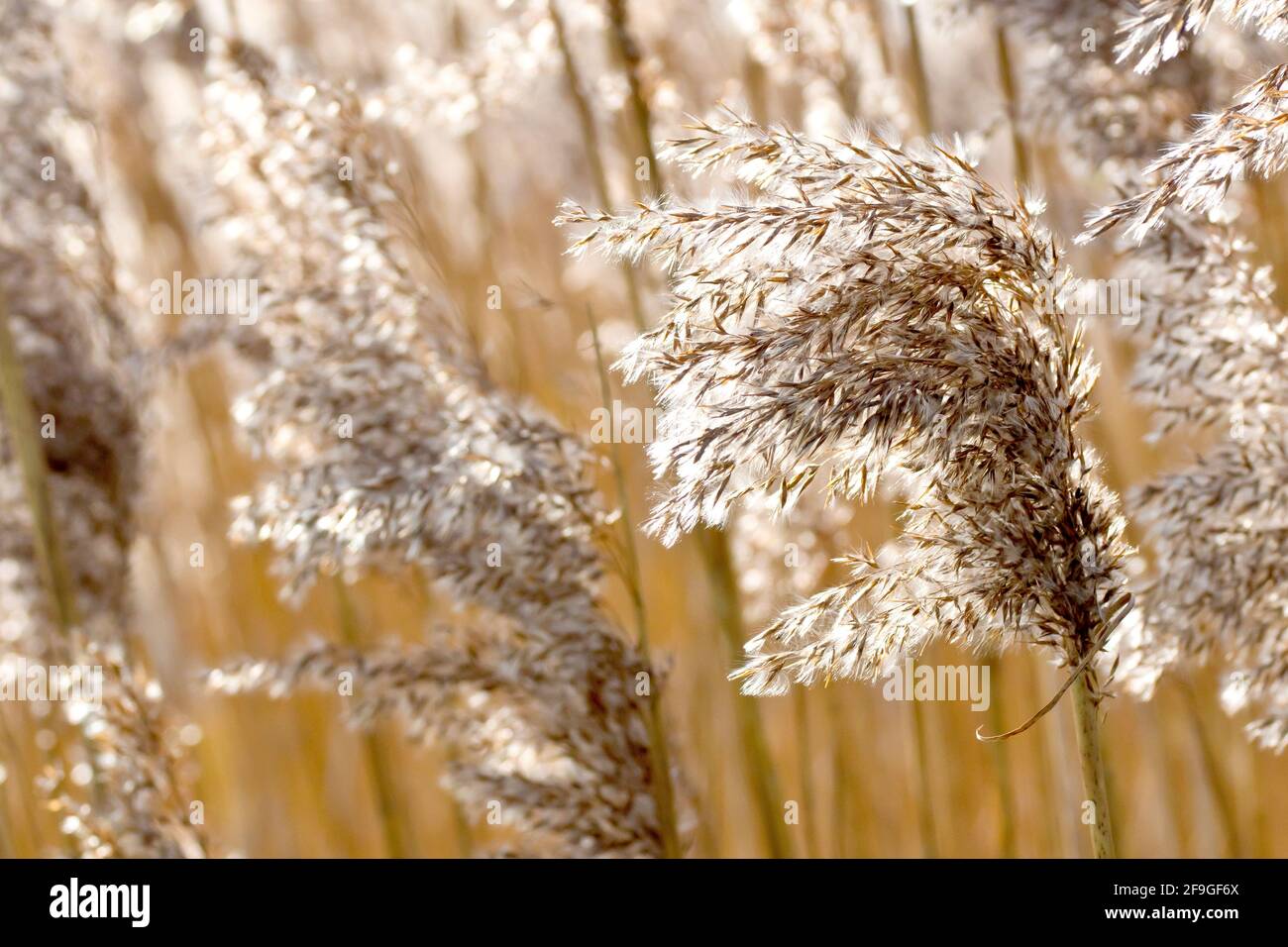 Common Reed (phragmites australis), back lit close up of an old flower head of the grass, long gone to seed. Photographed in the spring. Stock Photo