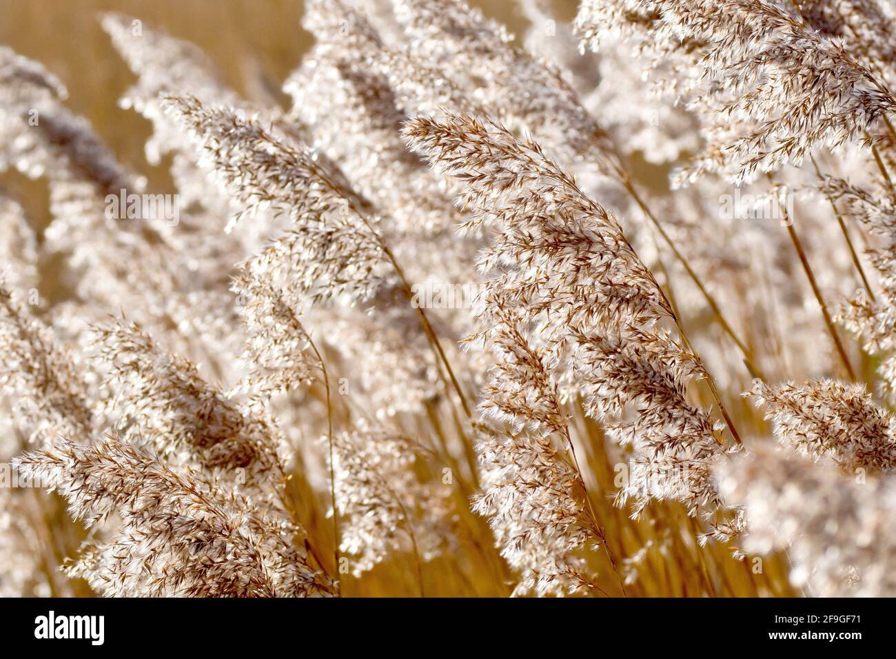 Common Reed (phragmites australis), back lit close up of several old flower heads of the grass, long gone to seed. Photographed in the spring. Stock Photo