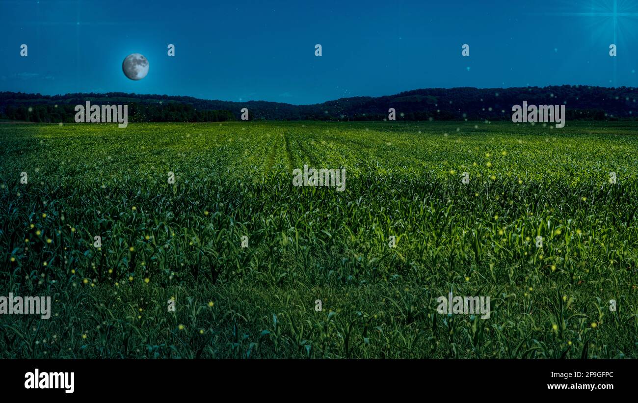 Clear summer night sky with nearly full moon and stars over corn field