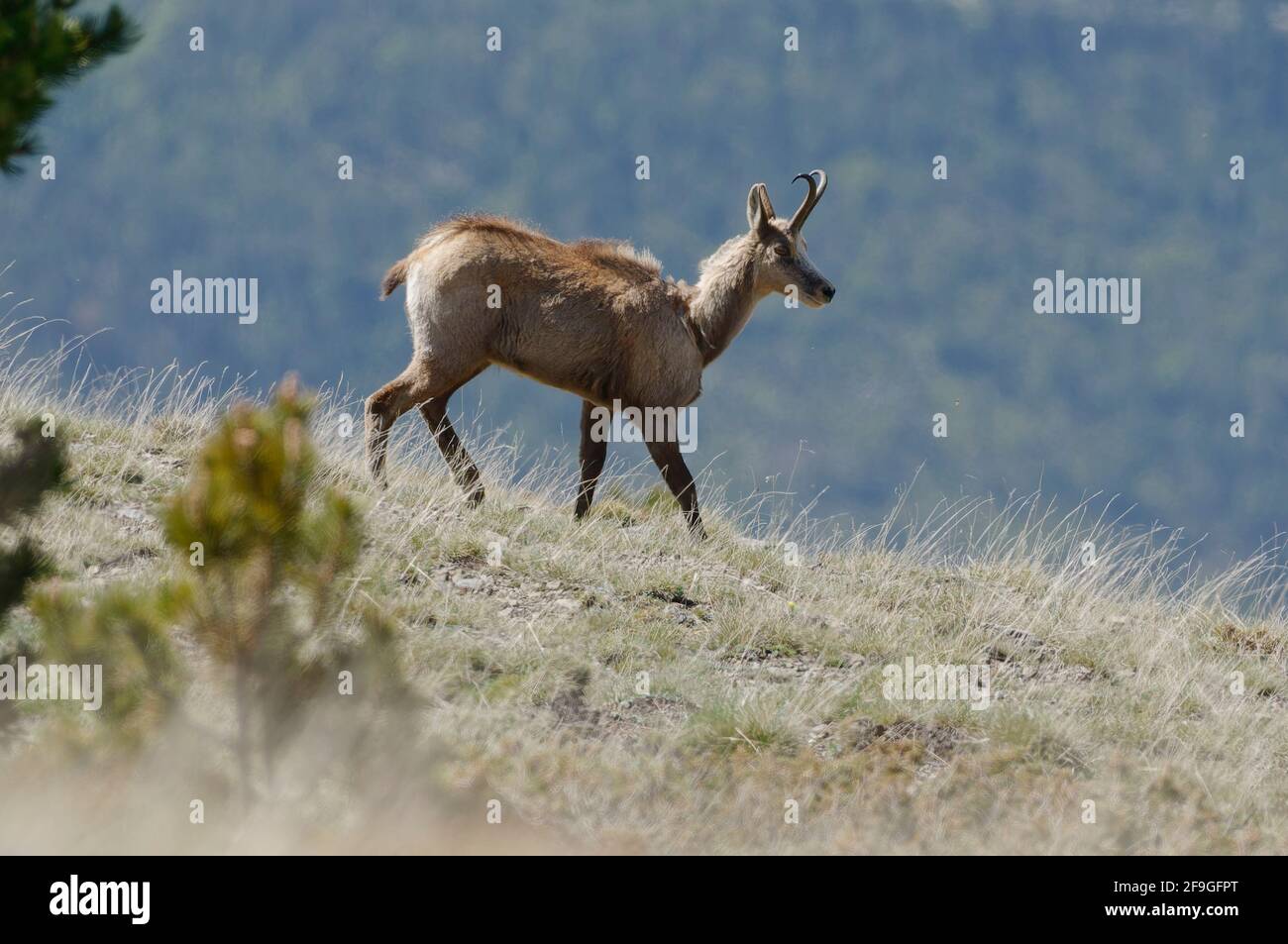 Pyrenean chamois (Rupicapra pyrenaica) Stock Photo