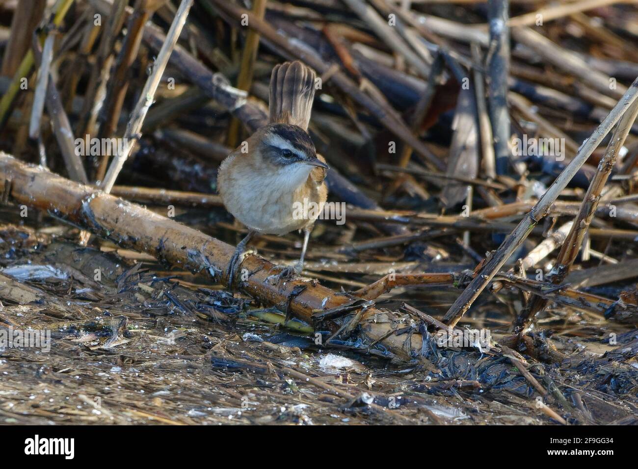 Moustached Warbler (Acrocephalus melanopogon) perched on a reed Stock Photo
