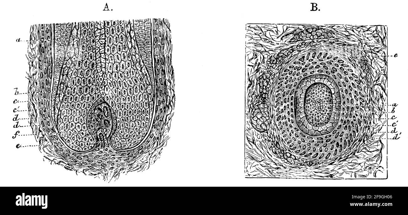 Longitudinal and broad transverse cross section of a hair follicle.  Illustration of the 19th century. Germany. White background Stock Photo -  Alamy