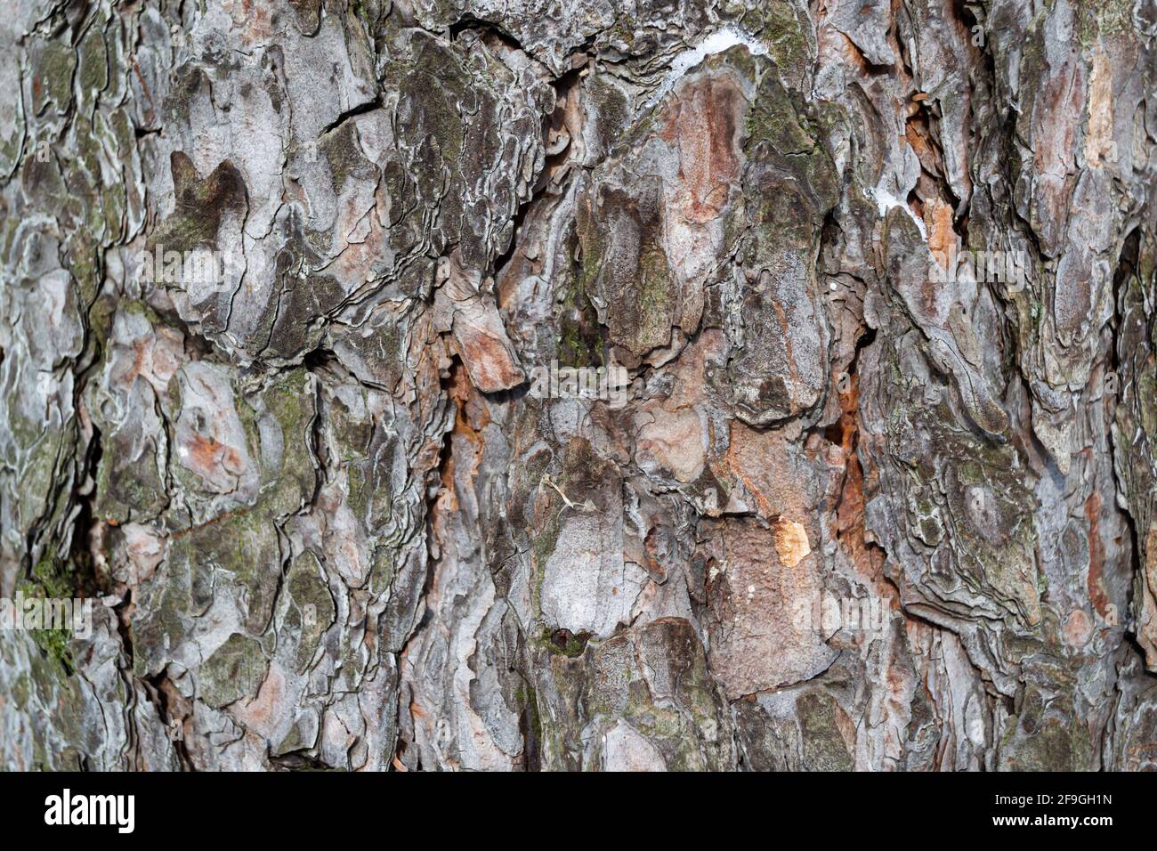 Tree bark texture. Abstract pattern. Natural background. Stock Photo
