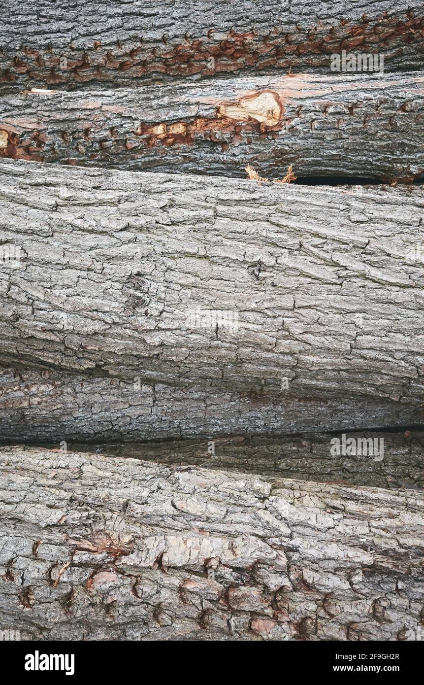Pine tree logs bark background, selective focus. Stock Photo