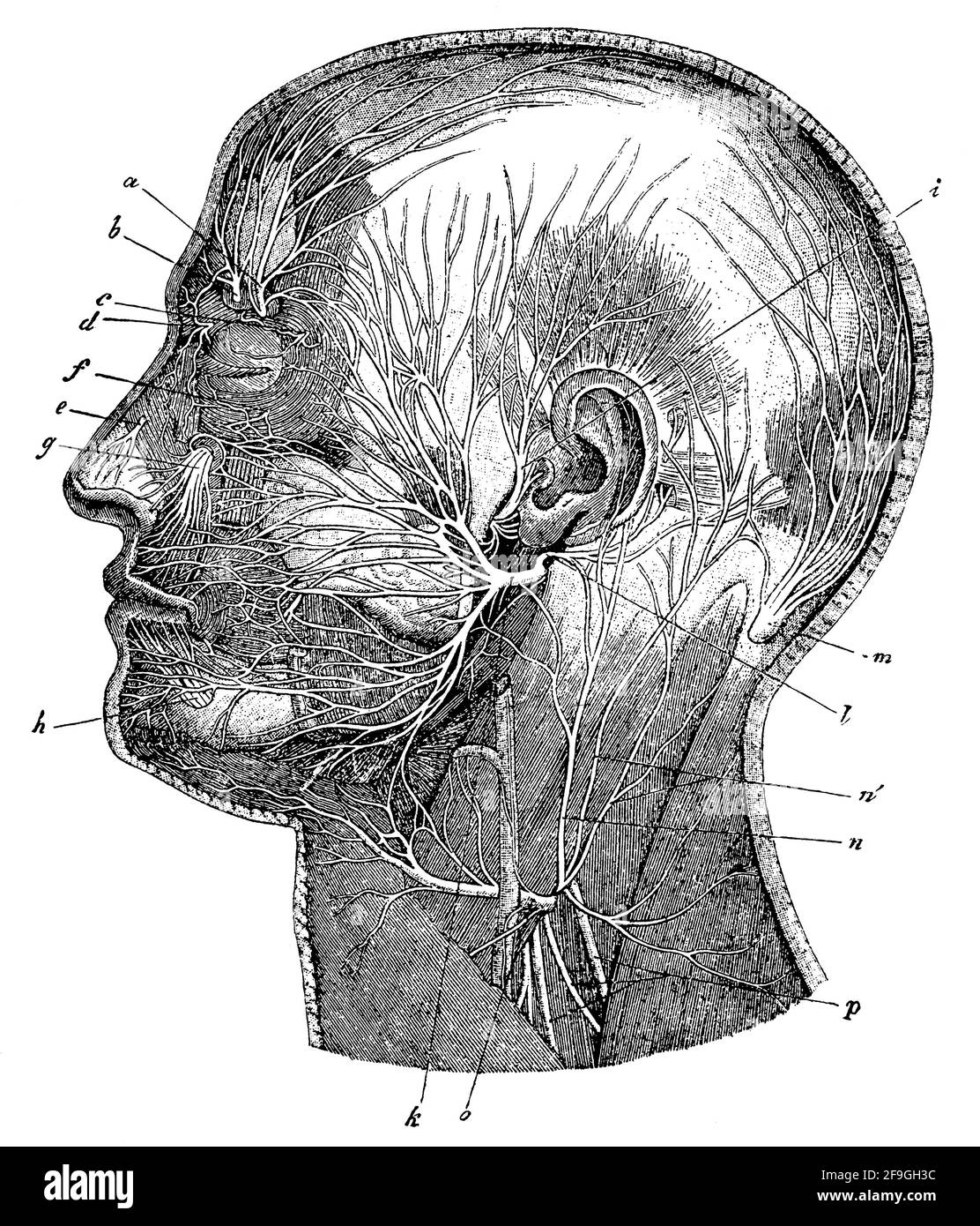 The superficial nerves of the head. Illustration of the 19th century. Germany. White background. Stock Photo