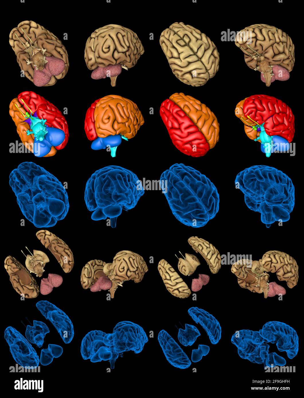 Set of isolated brain renders - whole and split with x-ray style image and different colored functional zones, intellect concept - cg 100 MPx medical Stock Photo