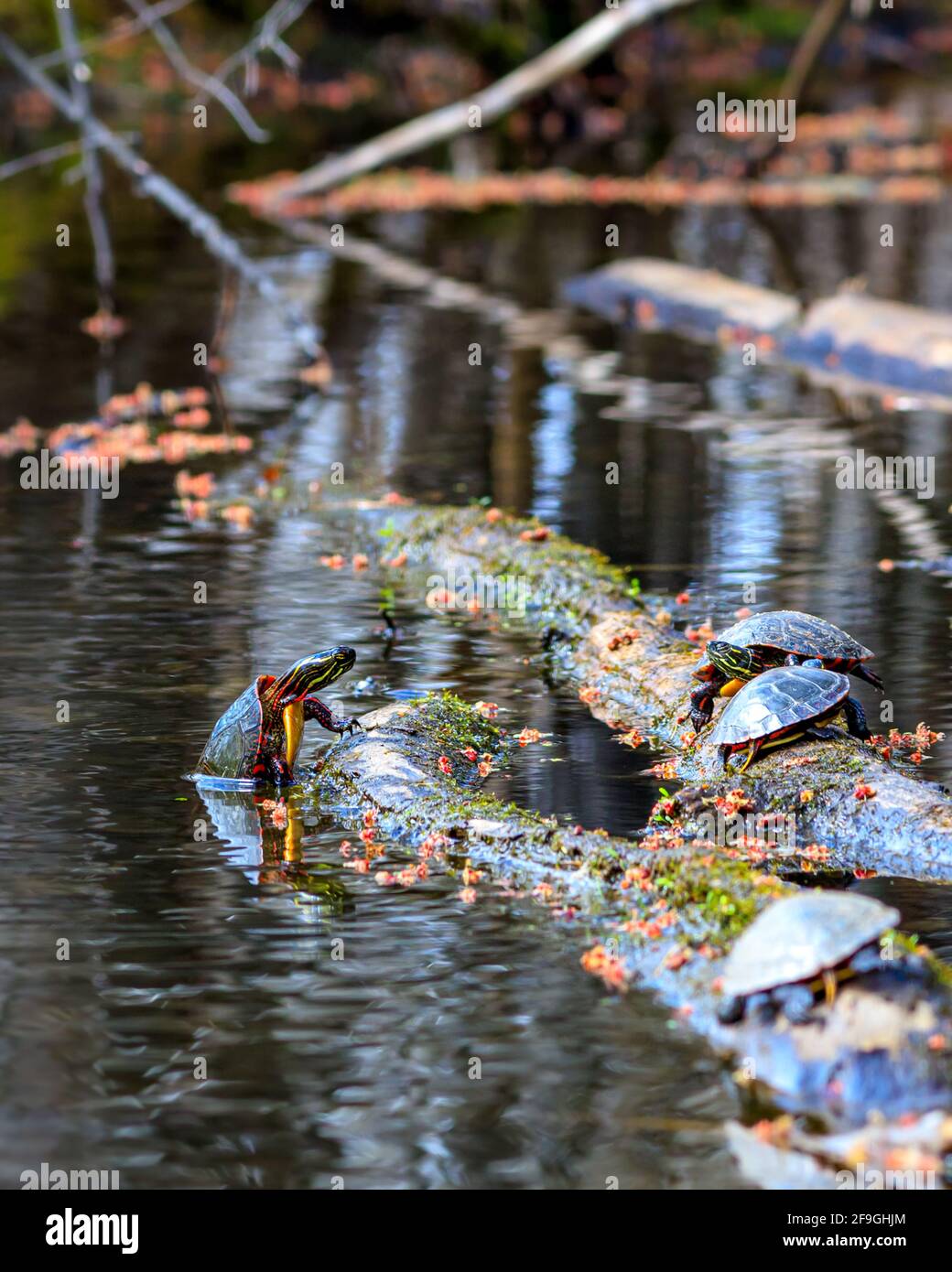 A midland painted turtle (Chrysemys picta marginata) climbs a floating log to join others sunning themselves in a pond. Fallen flowers of maple trees Stock Photo