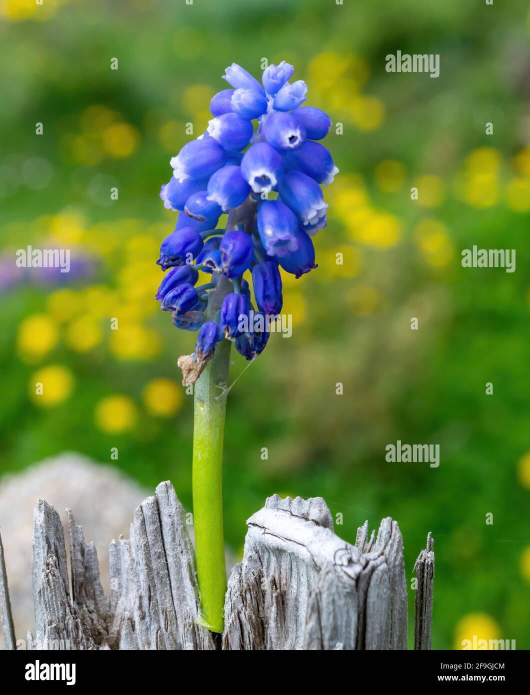 A blooming grape hyacinth in the garden in the blurred natural background Stock Photo