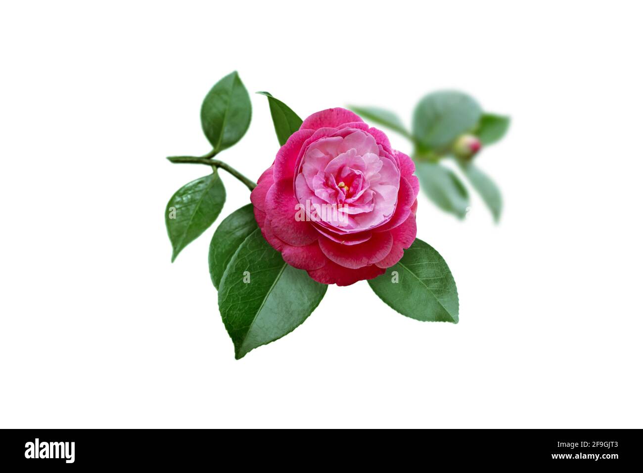 Bright pink camellia japanese peony form flower, leaves and bud isolated on white. Stock Photo